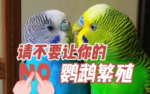 Download Video: 请不要让你的鹦鹉繁殖