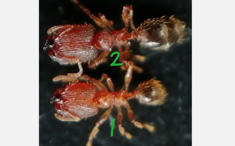 疑似矮大头蚁(封面2号)吃火腿肠,兵蚁3毫米左右_哔哩哔哩_bilibili