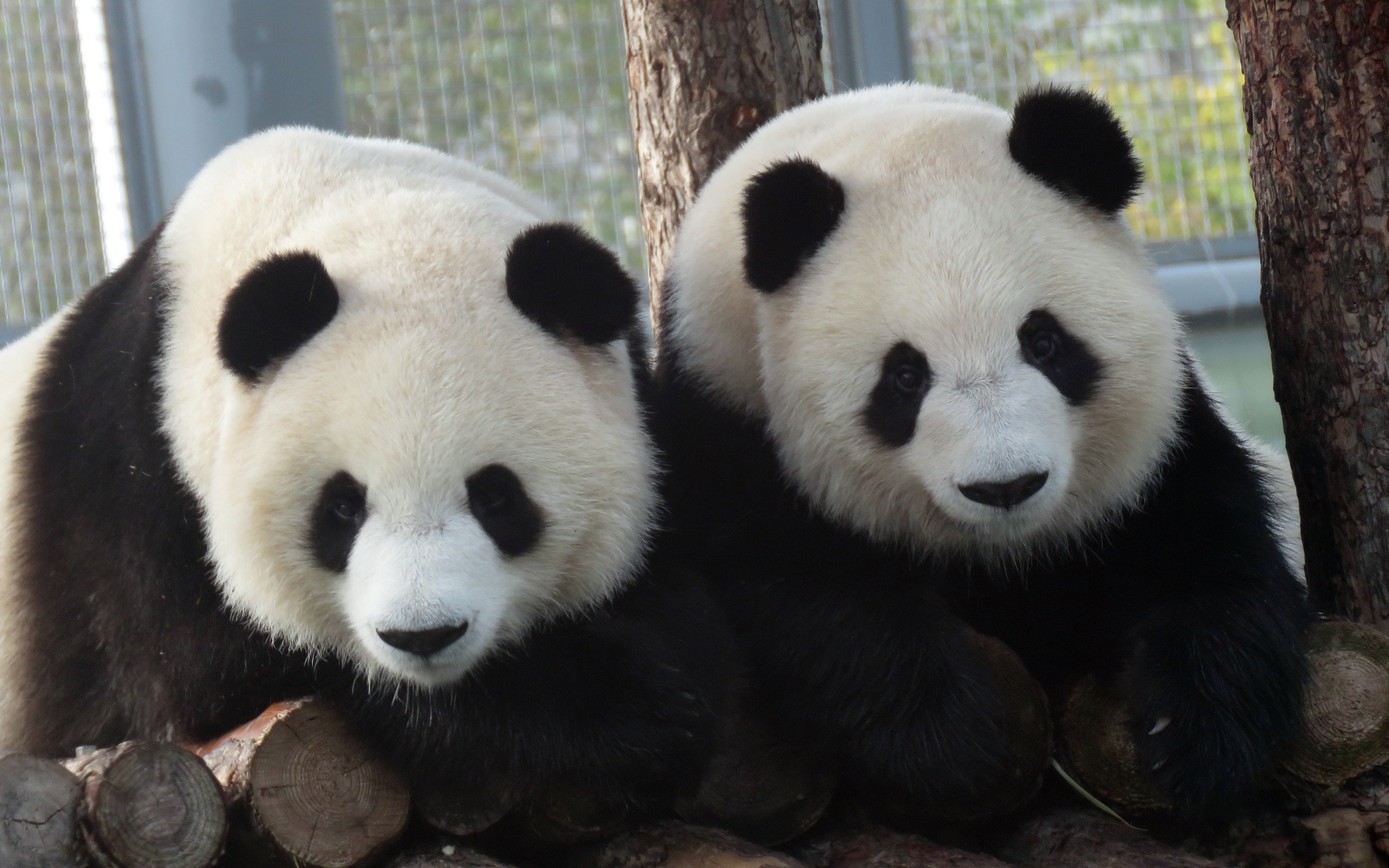 永远的姐妹花-七巧七喜