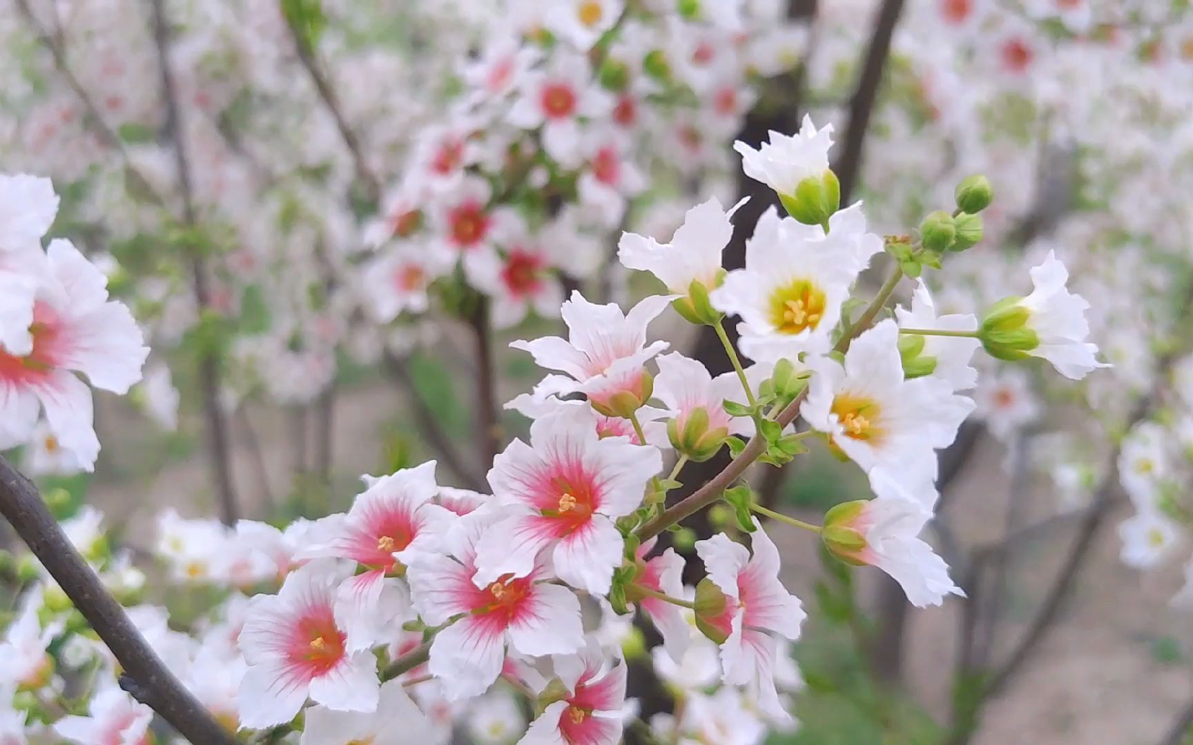 [图]文冠花，文人心中的吉祥树，美成了画，长成了诗