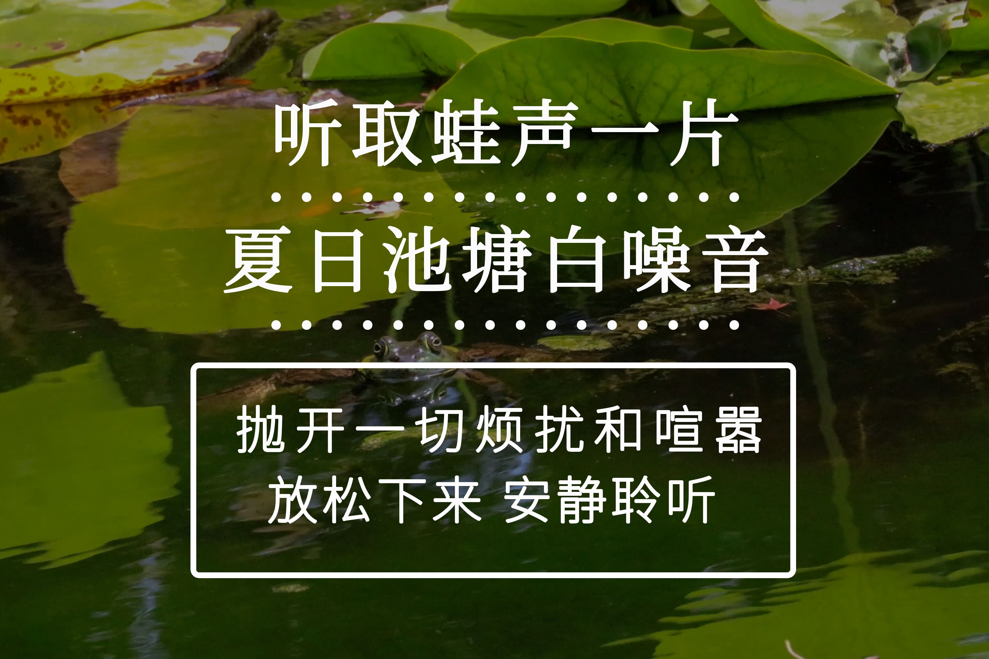 【夏天池塘蛙鸣鸟叫自然音】坐在池塘边放松|白噪音/自然音/解压/治愈