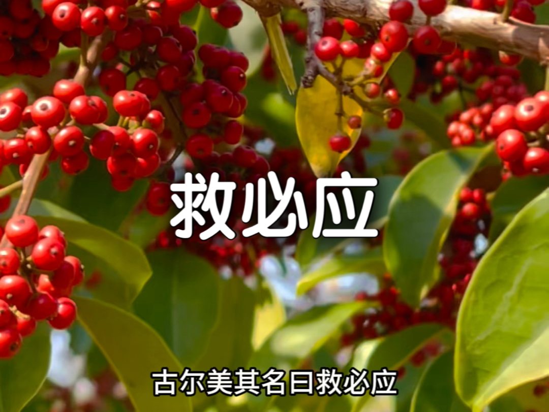 救必应图片=救必应的功效与作用图片