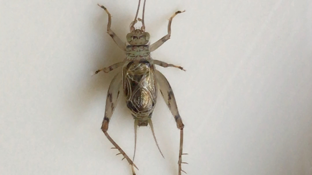 上海本地金蛉子不少人都玩过吧