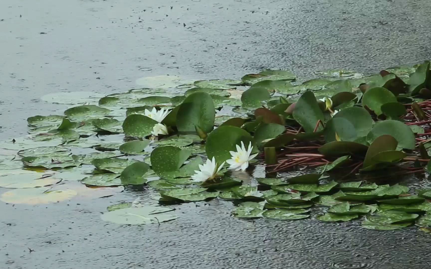 [图]风雨夏荷