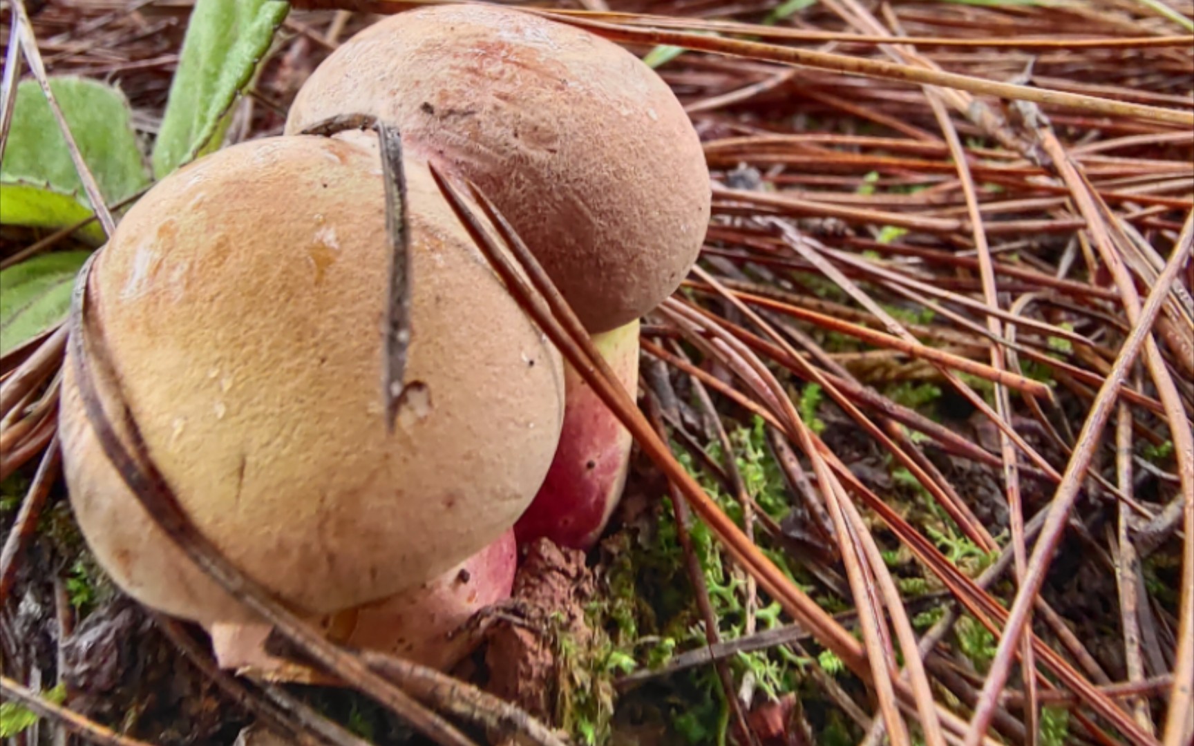 采蘑菇合集来啦,捅了红葱牛肝菌的窝,小学生也能采满一个篮子.