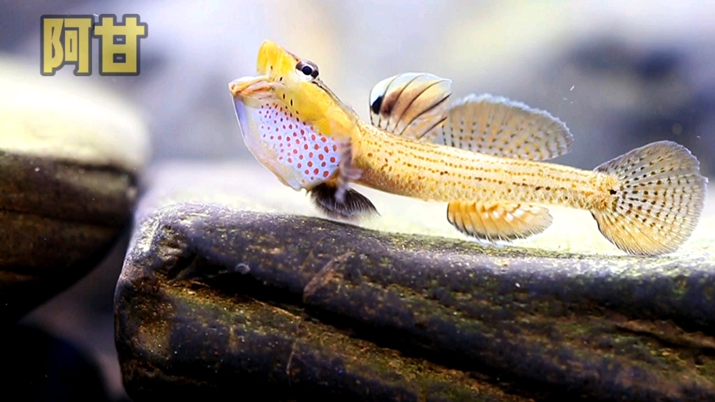 喜欢夸示的黄唇虾虎