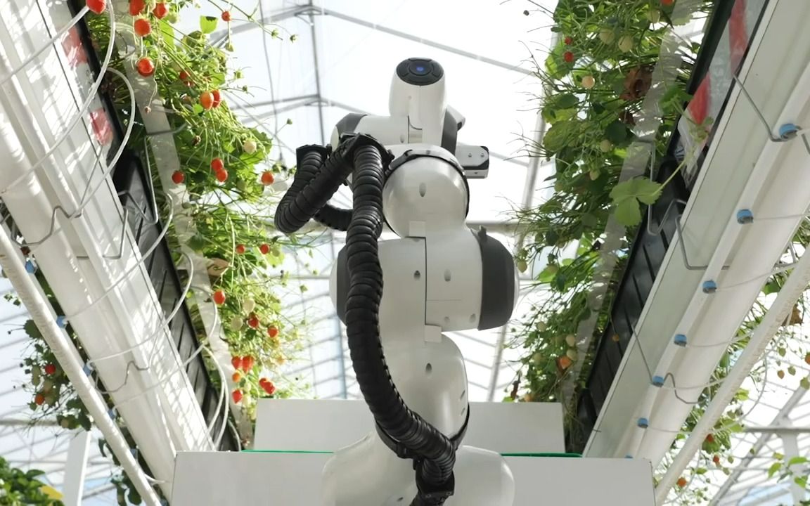 草莓自动化采摘机器人