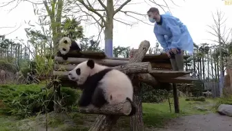 【法国博瓦勒动物园】超红炸子鸡，圆嘟嘟和欢黎黎的外场秀！认猫插件：嘟嘟，黑尾巴尖，嘴圆；欢黎黎，白尾巴，嘴尖。