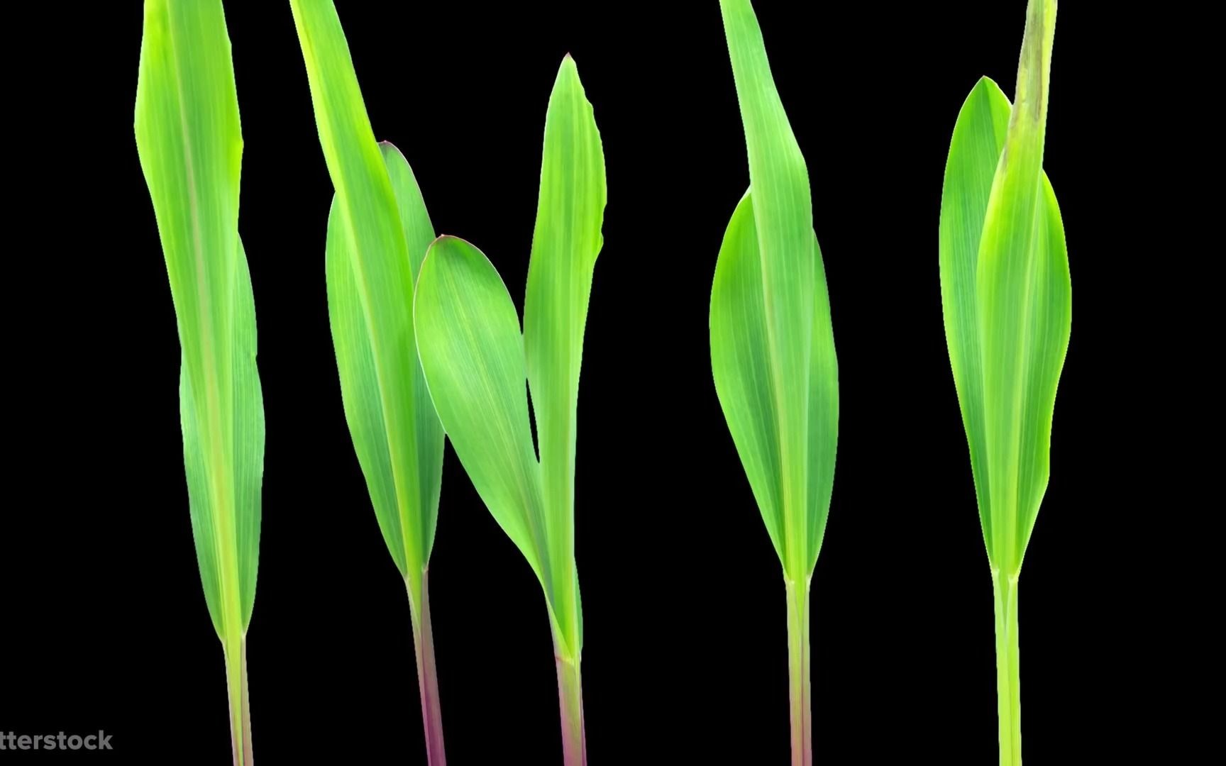 [图]种子萌发-植物向光性I Could Watch Time Lapses Of Seeds Growing All Day