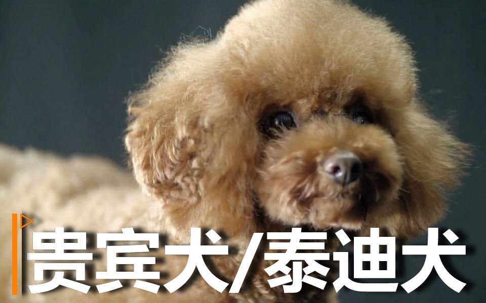 【狗狗百科】 贵宾犬 |又名泰迪犬 |一个可爱的跟屁虫,亲近人类的狗狗哔哩哔哩bilibili