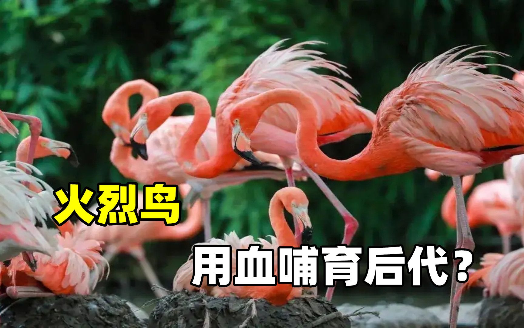 火烈鸟用鲜血哺育后代真相的背后却一点也不残忍