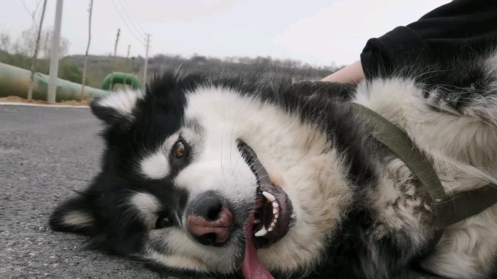 臭狗子在线撒娇