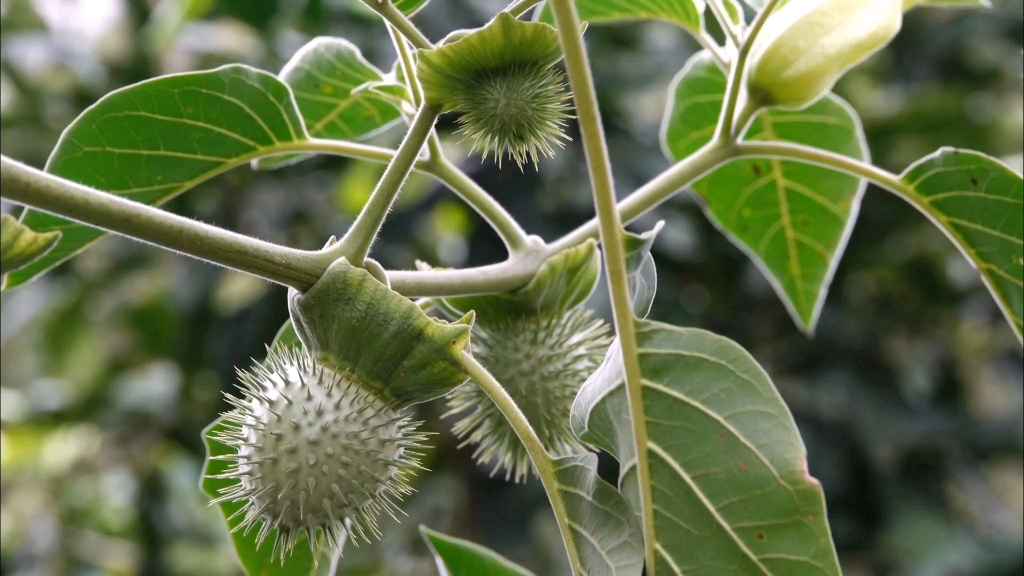 矮陀陀在你家乡都叫什么?