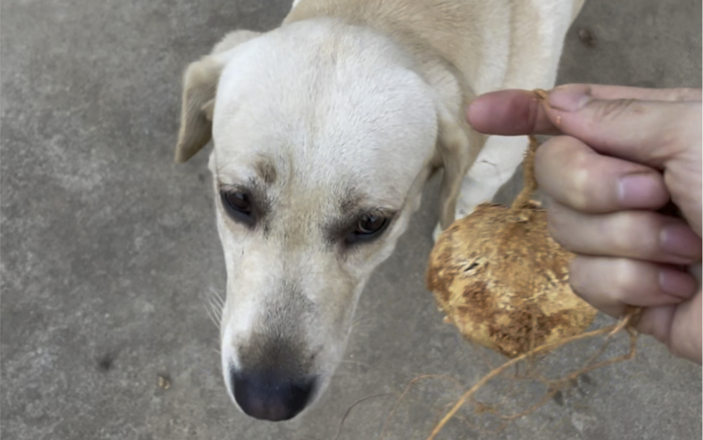 [图]饭饭：铲屎的你可真烦，一天到晚想着锤我狗头