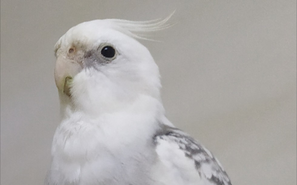 玄凤鹦鹉,敲腿去脚皮一条龙服务