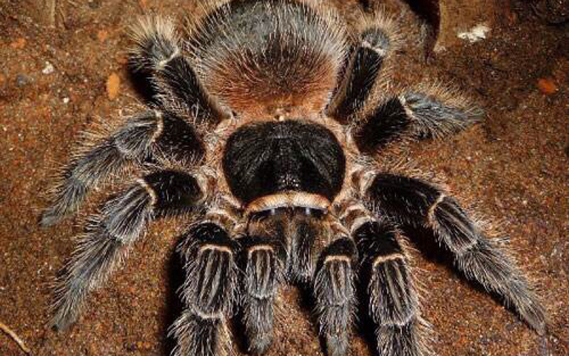 五毒之争,巴伊亚暗灰四大金刚捕鸟蛛