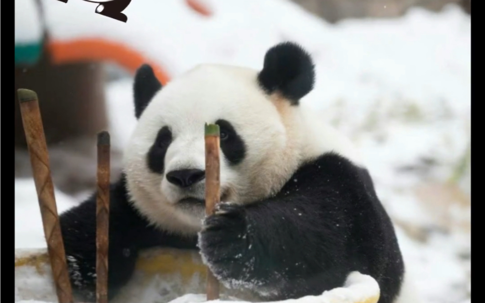 熊猫烧香重出江湖