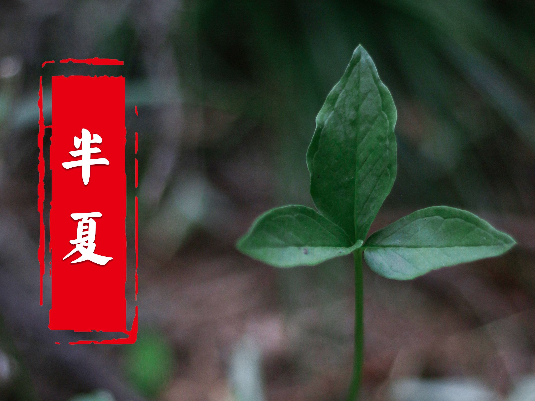 用亲身经历告诉你半夏它有多厉害,又是如何让我喜欢上的,作为一株小草,有着怎样的能量.哔哩哔哩bilibili