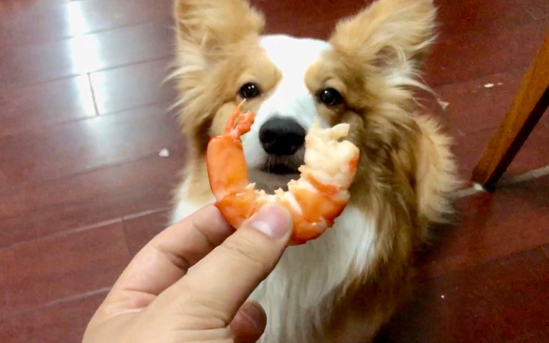 【柯基吃播】吃大虾的声音让人欲罢不能