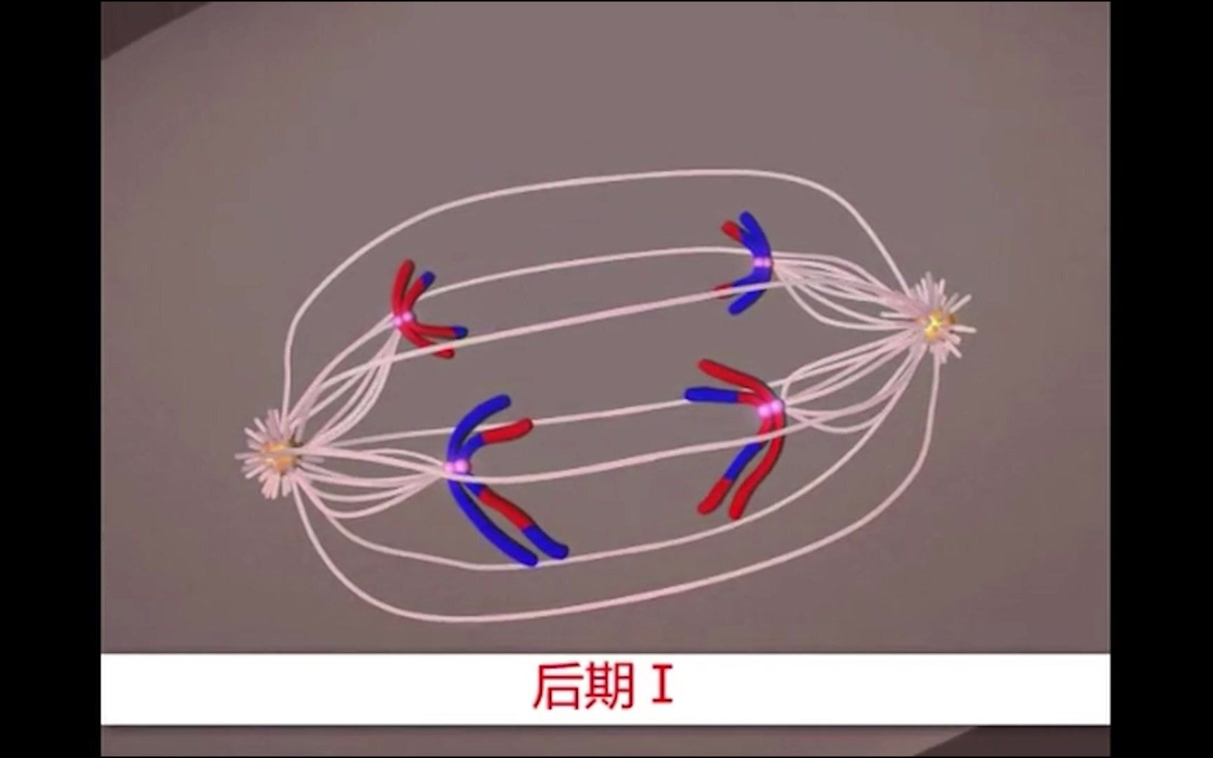 【减数分裂】细胞减数分裂高清动画演示哔哩哔哩bilibili