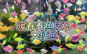 Download Video: 春天来了，让我们来养一些颜色靓丽的鱼吧—天使鱼