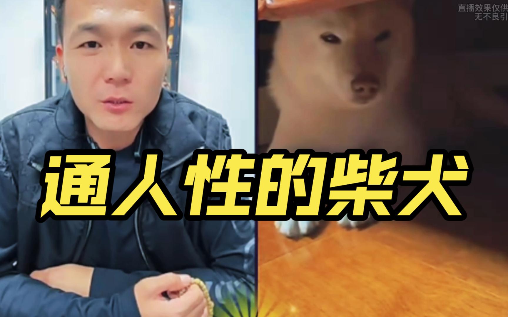 潘宏遇到通人性的柴犬,还不能打,一打就抽-潘宏爱玩狗--潘宏爱玩狗--哔哩哔哩视频
