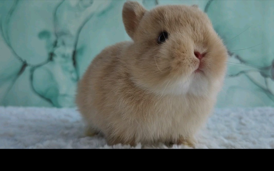 鹿色弟弟 侏儒兔