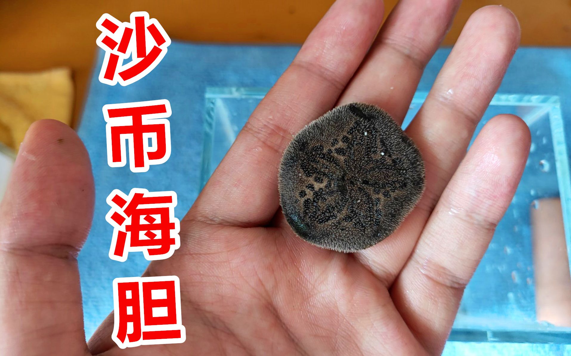 奇异海洋生物终于找到了能用壳爬的生物沙币海胆