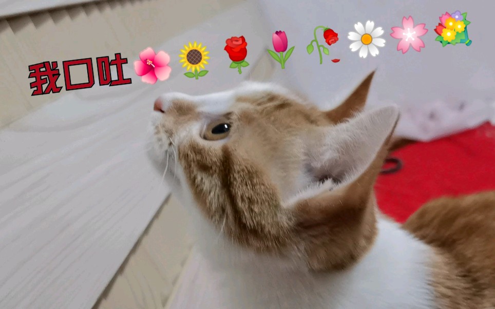 【油茶】小猫咪口吐芬芳,原因竟是.捉不到苍蝇(摊手)