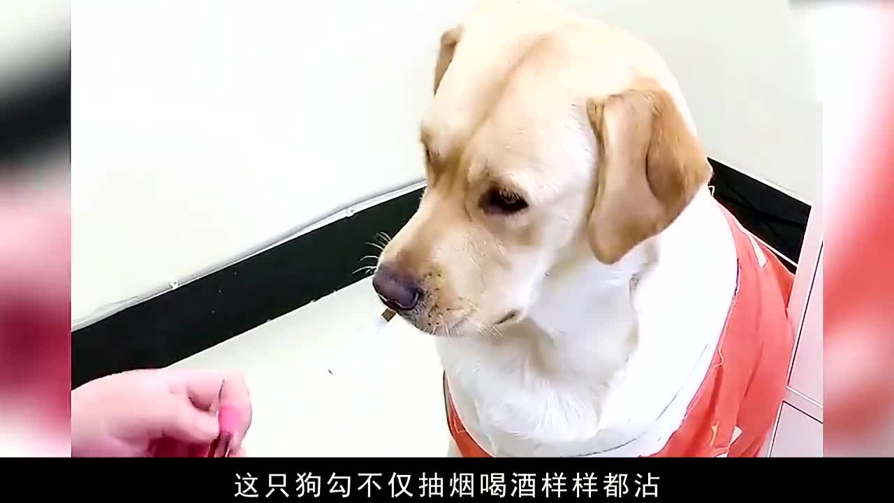 狗抽烟的壁纸图片