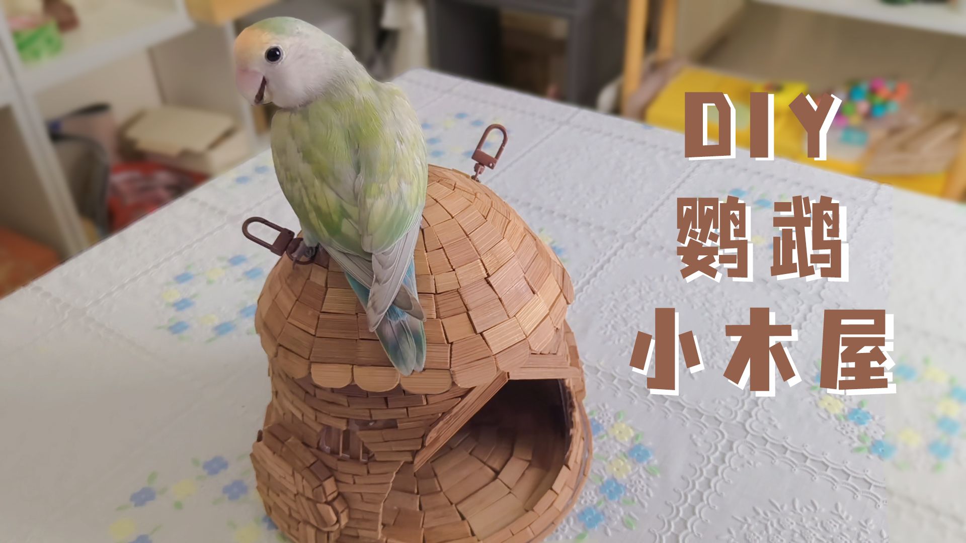 我给鸟宝小鹦鹉DIY一个小木屋!哔哩哔哩bilibili