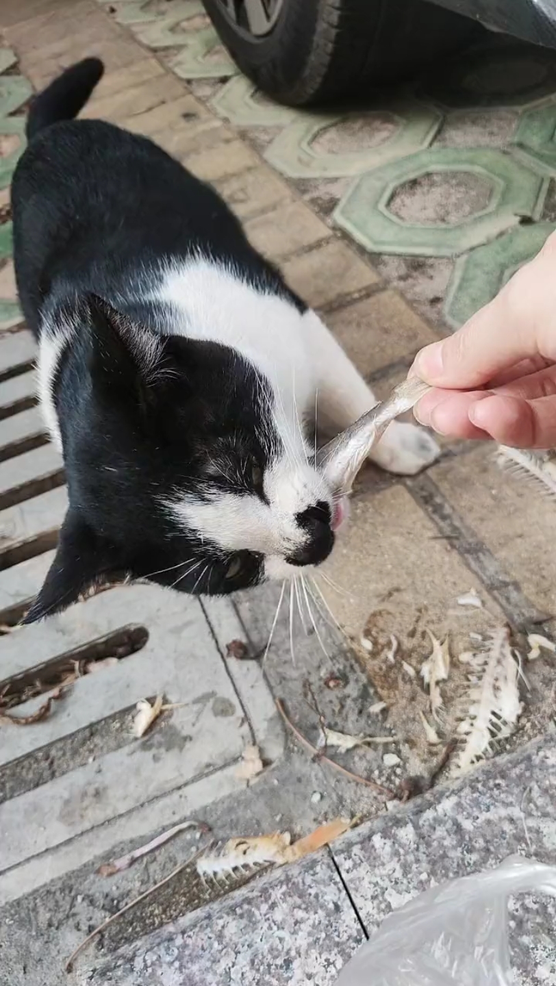 [图]八。。。八嘎猫