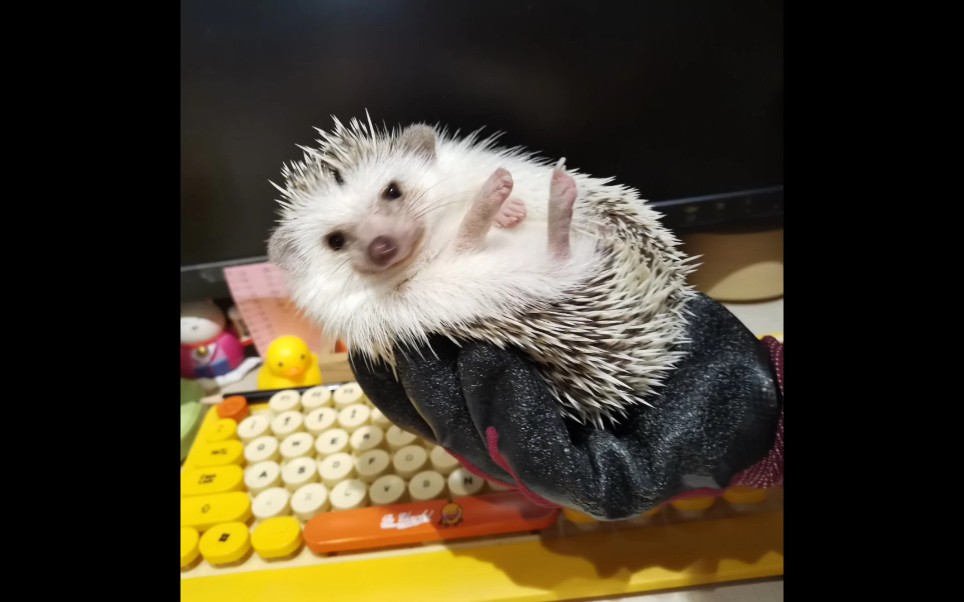 成年刺猬洗澡日记