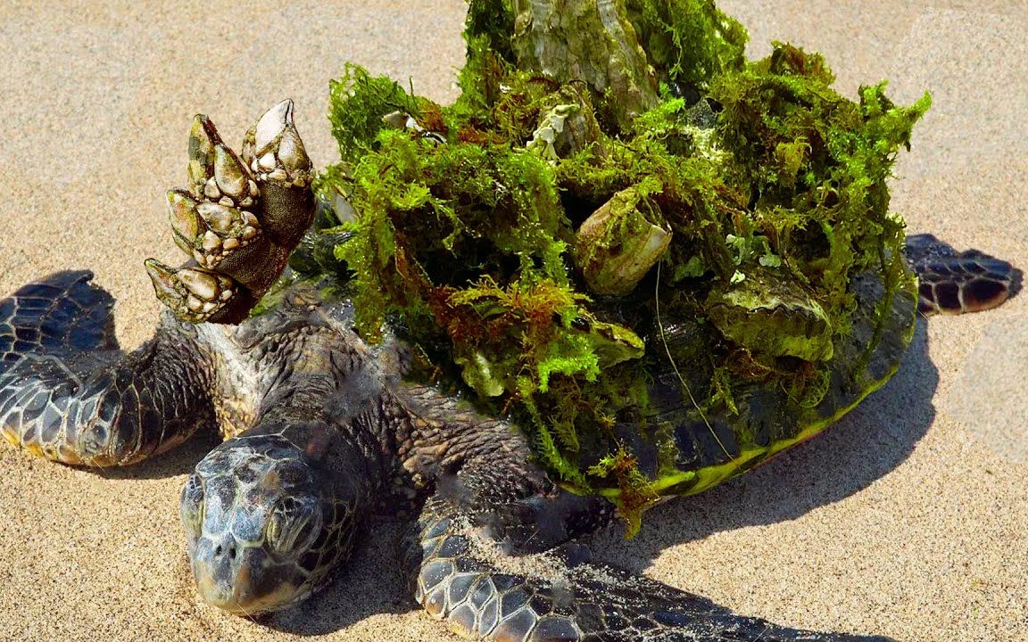 乌龟被藤壶折磨到发疯,爬到海滩上求助,用镊子帮它解决