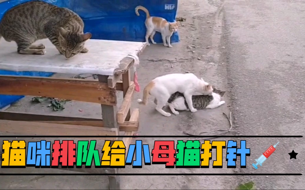 猫咪交配真的很痛(4)哔哩哔哩bilibili