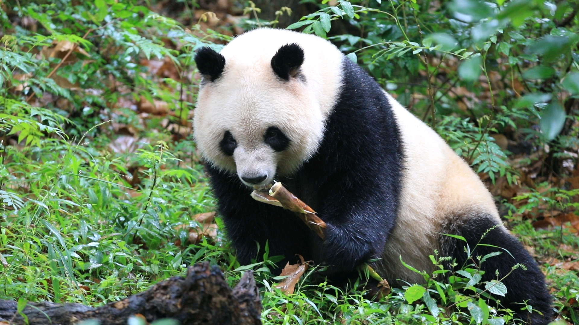 闭关接近三个月的奇一终于出关啦!依然白白胖胖的让人放宽心!