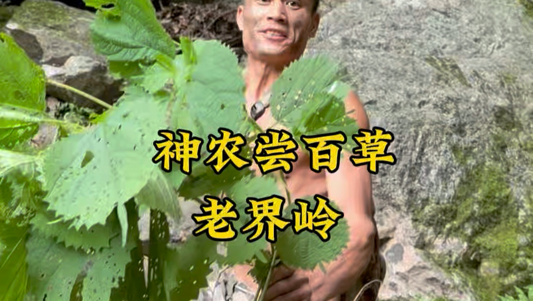 荨麻真得劲