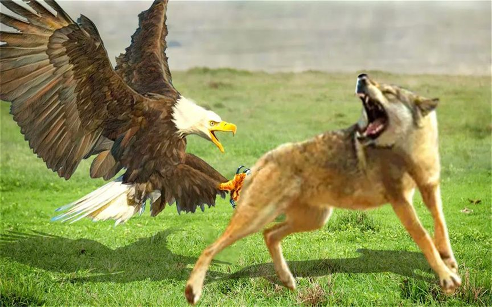 惊人的,狗反击,当老鹰狠狠的攻击它,豹子vs疣猪!