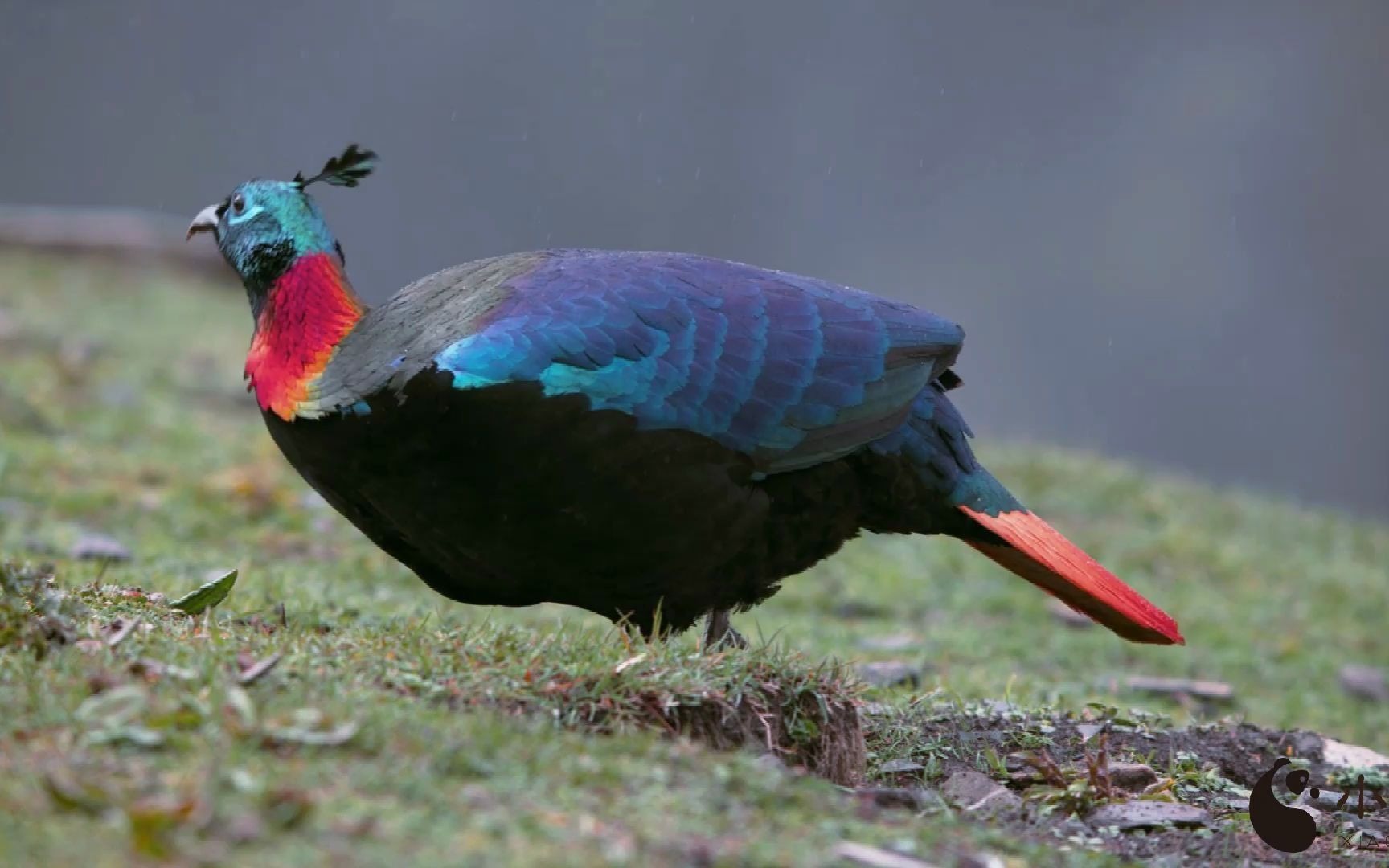 尼泊尔国鸟,中国的一级保护动物——棕尾虹雉_哔哩哔哩_bilibili