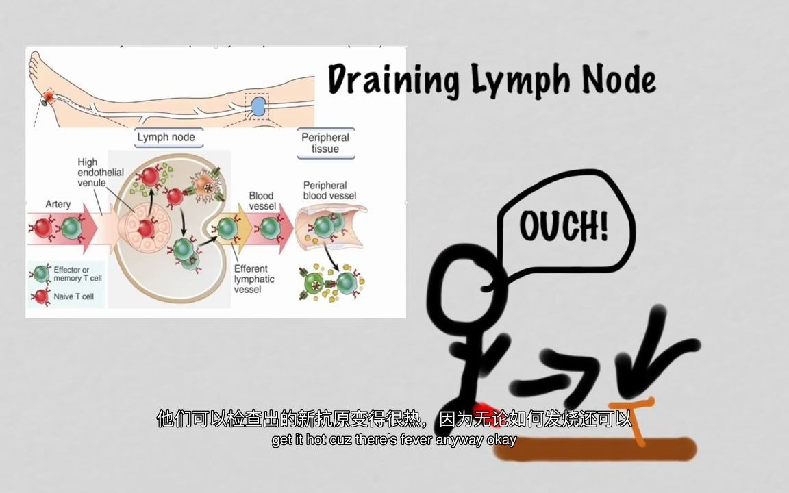 【中英字幕】淋巴细胞再循环Lymphocyte Recirculation哔哩哔哩bilibili