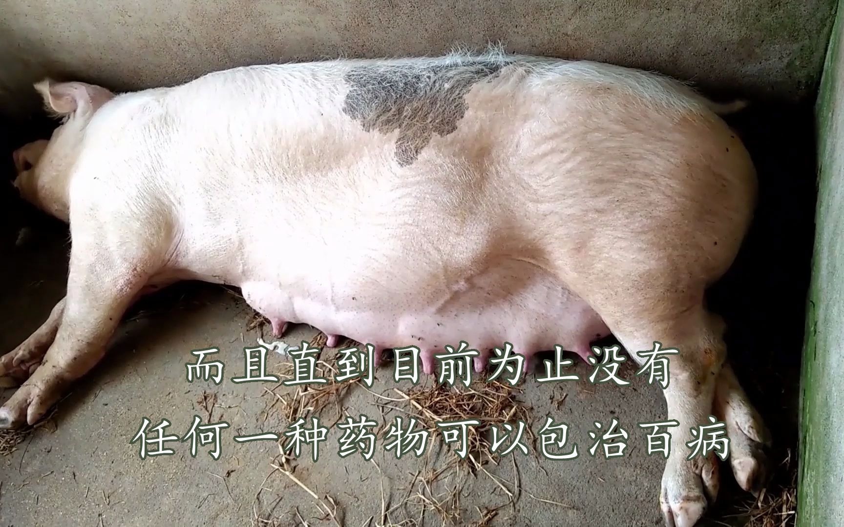 母猪净化血虫用什么药母猪保健程序方案母猪保健包