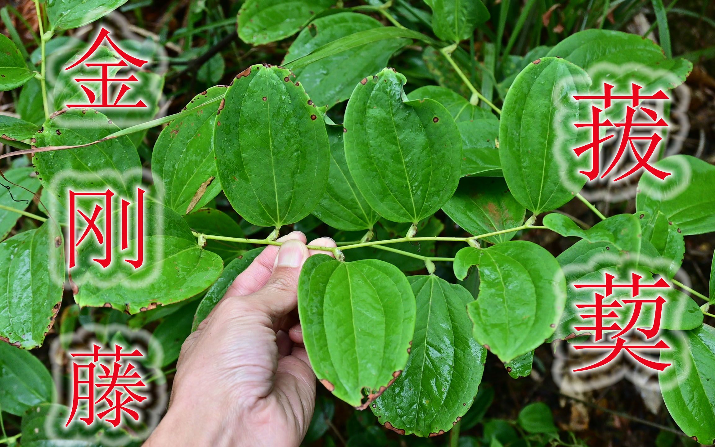 植物菝葜又名金刚藤,号称祛湿之王,价值方面4大用途