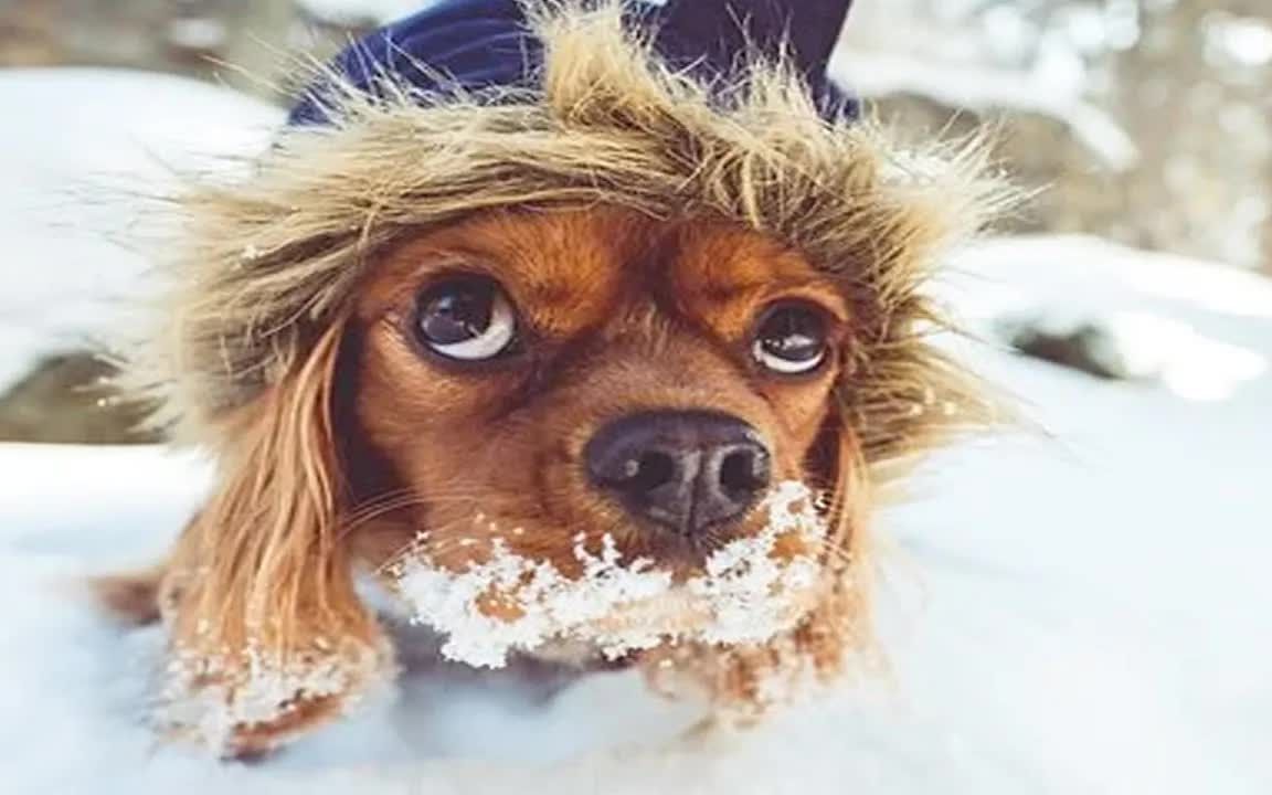 活动作品雪中的狗狗搞笑视频他们看起来真的爱下雪天