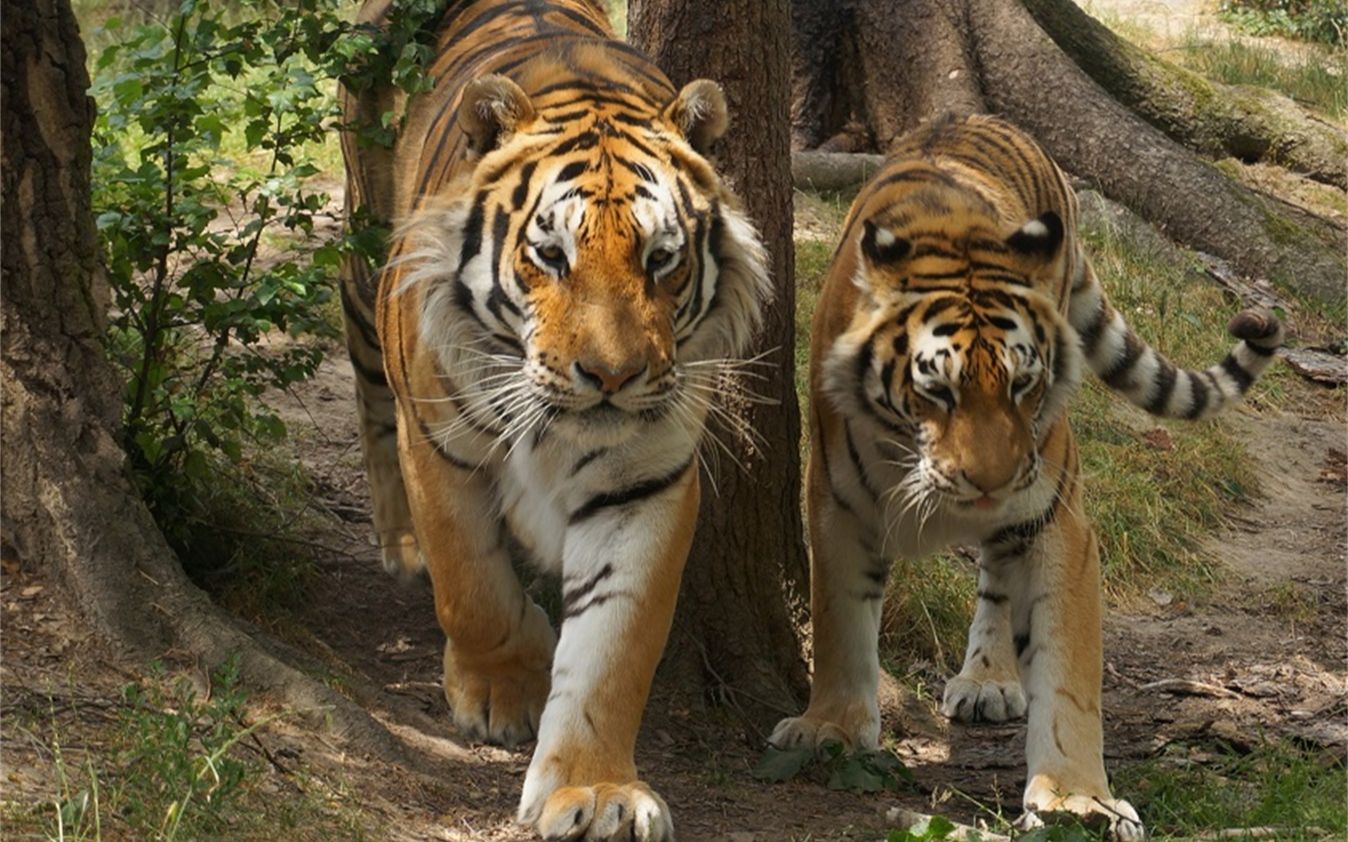 老虎夫妻的日常,公虎真雄壮啊!