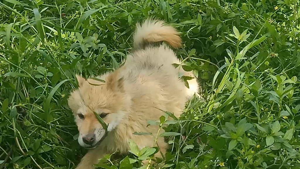 关于一只黄狗白面的田园土狗.