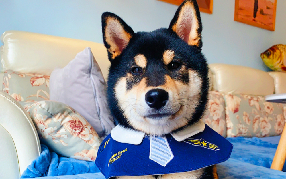 活动作品小柴犬酷酷的歪头杀n连拍