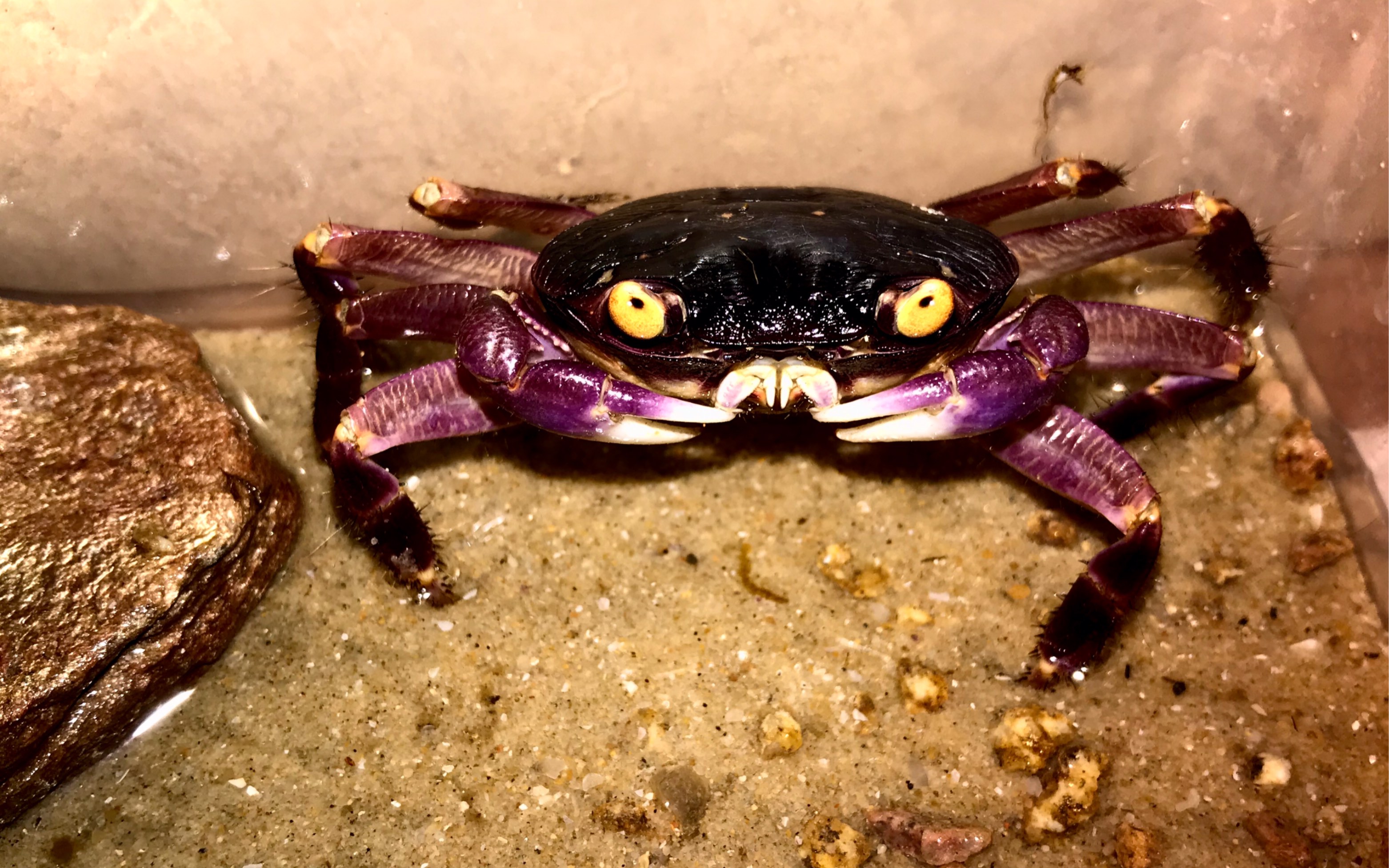 双手残疾()的格雷陆方蟹捕食杜比亚蟑螂