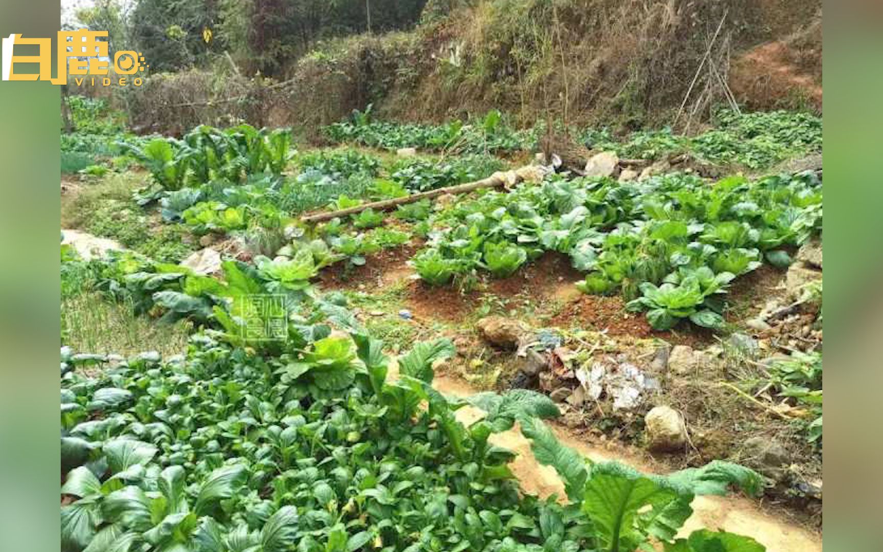 偷菜糟蹋一片地主家拒私了毅然报警,4女子为寻刺激半夜开豪车偷菜被拘哔哩哔哩bilibili