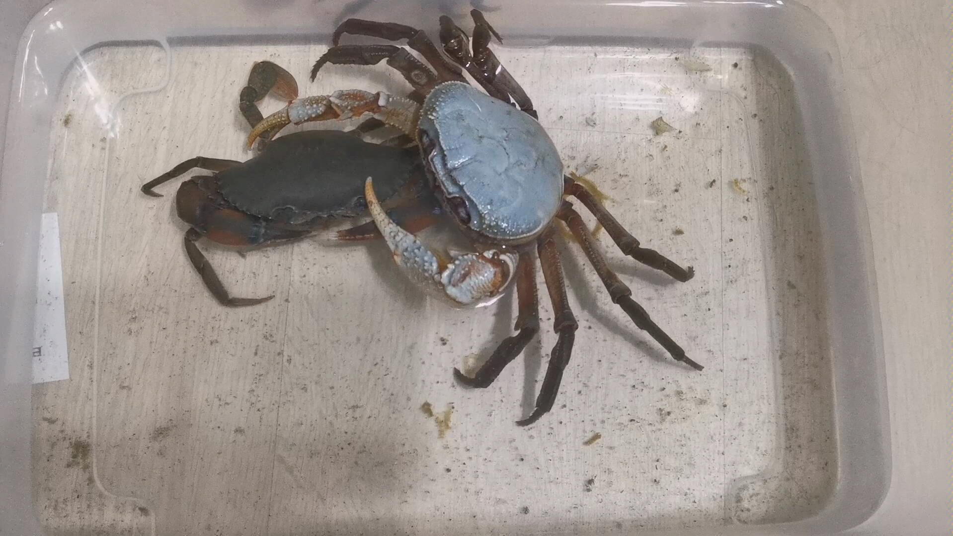 活动作品印支溪蟹欺负榄绿青蟳萝莉