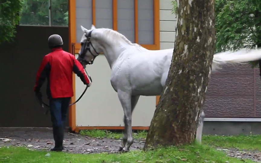 剧情向黄金船的愉悦配种